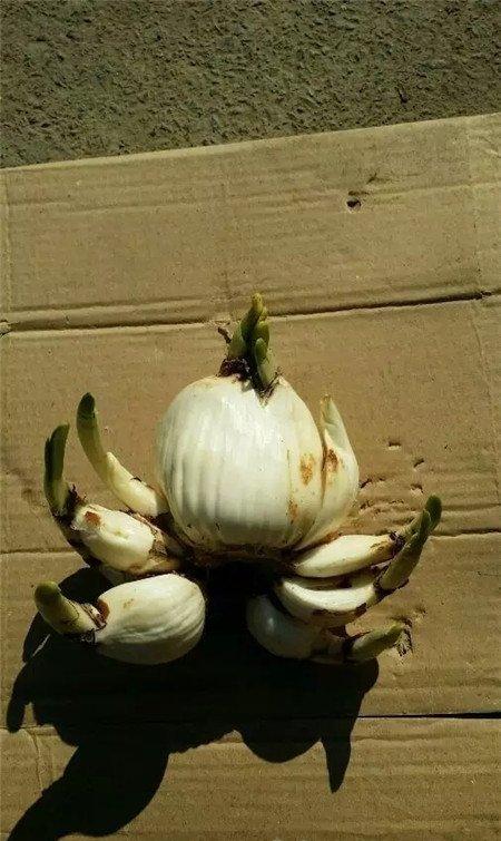 清理干净的水仙~ 清理干净的水仙~