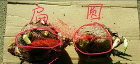 挑选球根 挑选球根