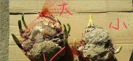 挑选水仙球根 挑选水仙球根