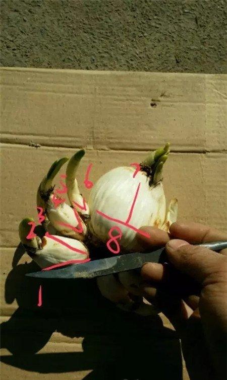 雕刻水仙 雕刻水仙