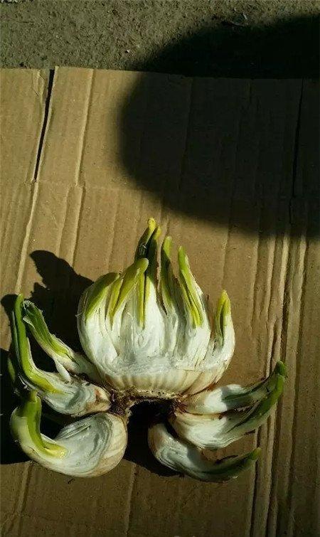 削完了之后的成品 削完了之后的成品