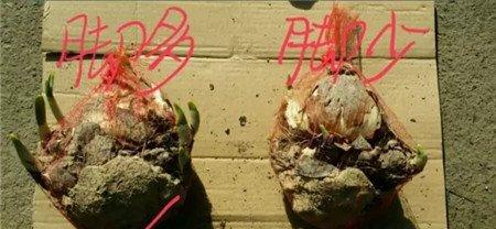 挑选水仙 挑选水仙