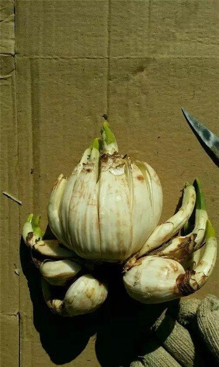 切完之后 切完之后