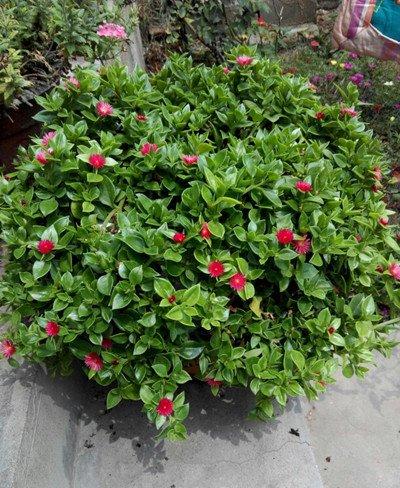 牡丹吊兰常见虫害:吹绵介壳虫 牡丹吊兰常见虫害:吹绵介壳虫