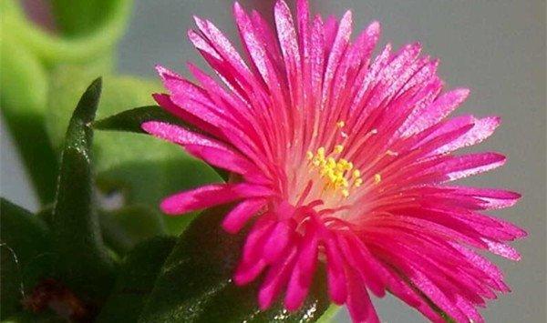 牡丹吊兰病虫及防治方法大全
