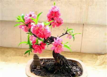 图片碧桃开花