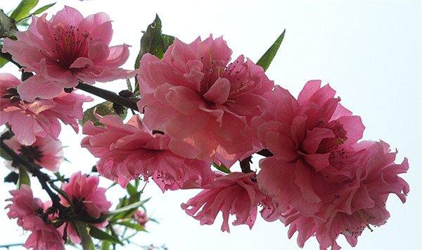 怎么让碧桃提早开花
