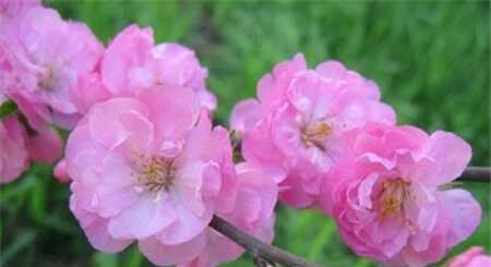 柠檬开花图