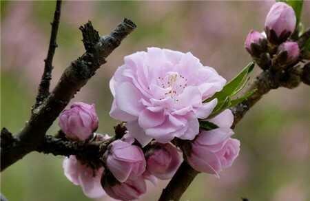 碧桃花图片