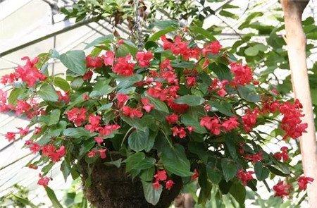 秋海棠