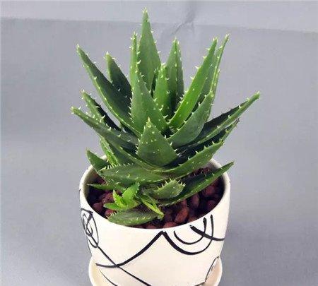 2.芦荟