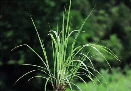 柠檬草