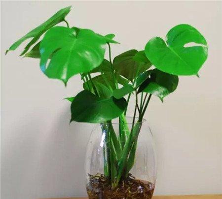 龟背竹