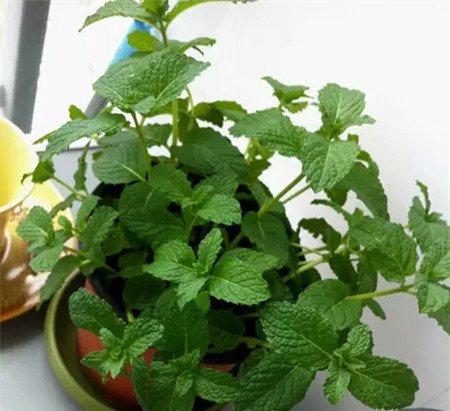 薄荷