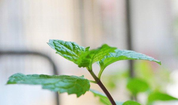 厕所总有异味？别担心！10种植物让空气立马清新