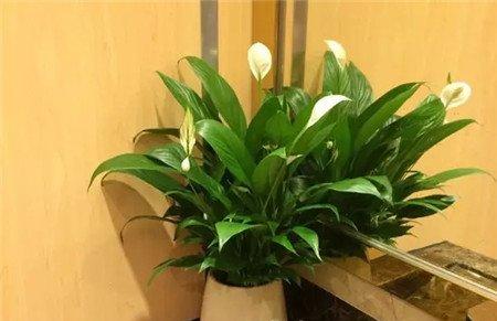 一帆风顺