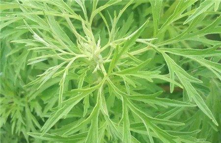 艾草