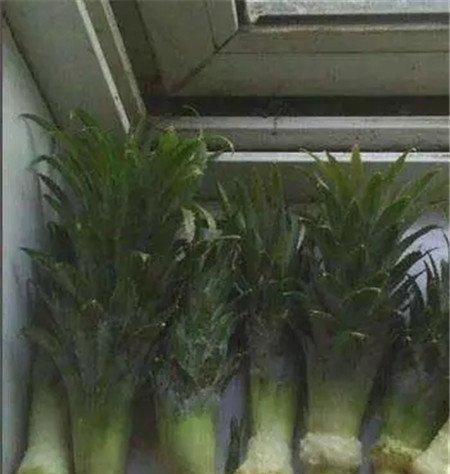 叶子剥去