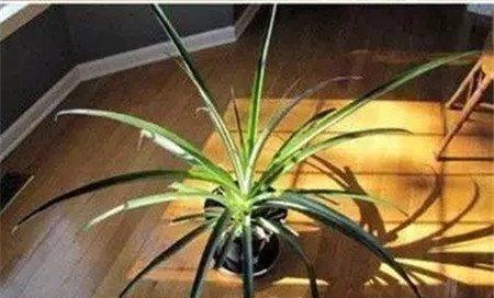 移植到花盆里