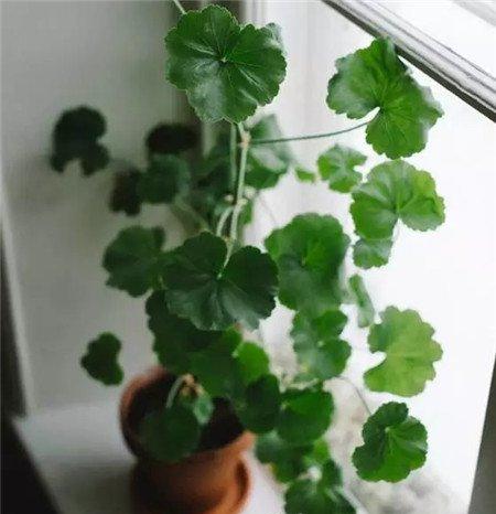 天竺葵