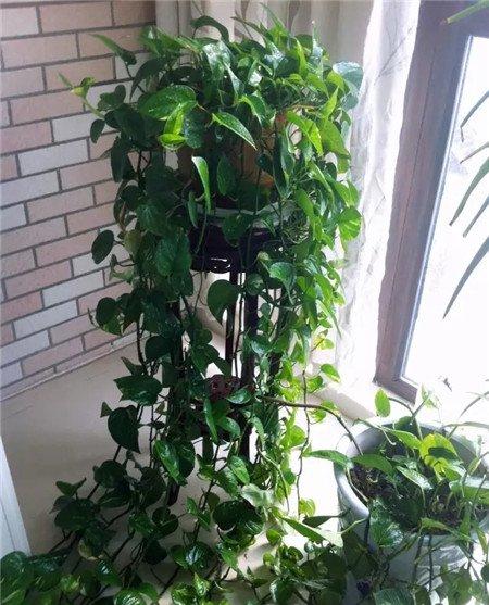 绿萝