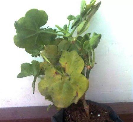 天竺葵