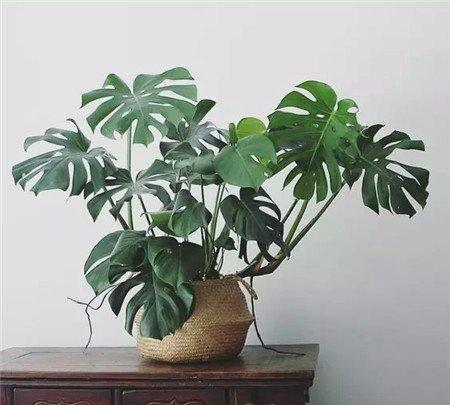 龟背竹