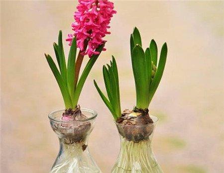 关于侧芽
