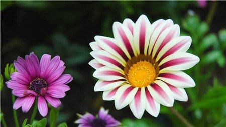 勋章菊花朵近景 勋章菊花朵近景
