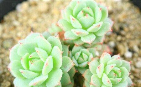 静夜砍头后的养护