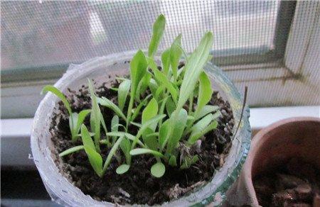 勋章菊盆栽