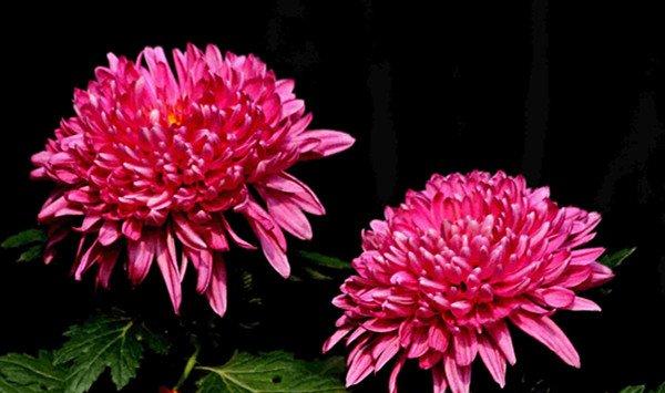 菊花怎么嫁接