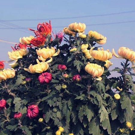 菊花嫁接图片 菊花嫁接图片
