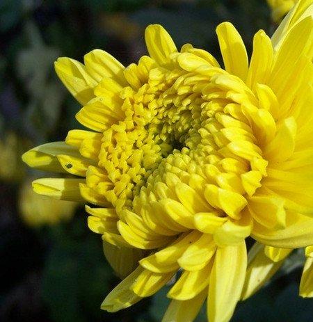 菊花控制水肥