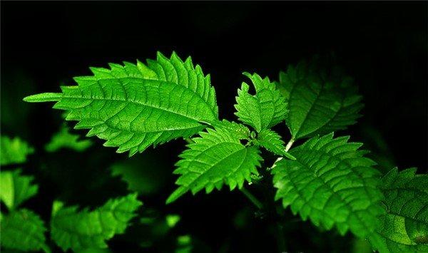 薄荷的分株和播种