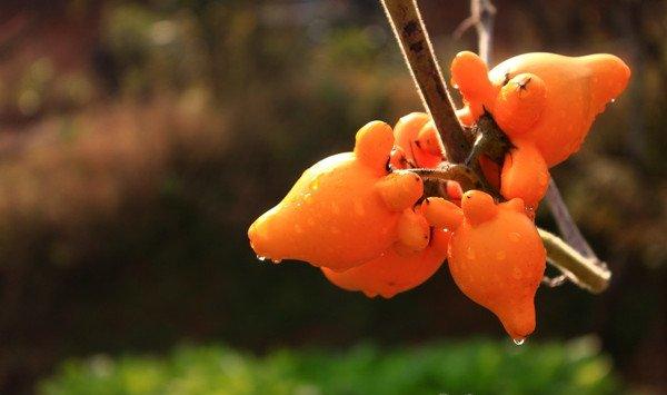 黄金果(乳茄)的繁殖方法 黄金果(乳茄)的繁殖方法