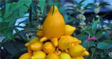 黄金果的扦插繁殖 黄金果的扦插繁殖