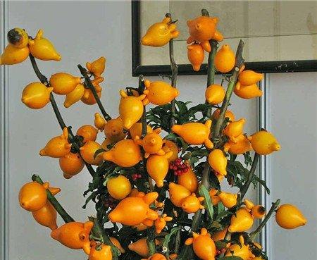 黄金果的播种繁殖 黄金果的播种繁殖