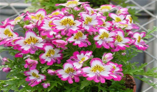 蛾蝶花冬天怎么养