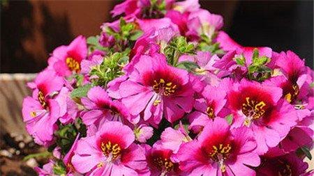 蛾蝶花冬养图片