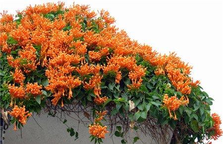 炮仗花