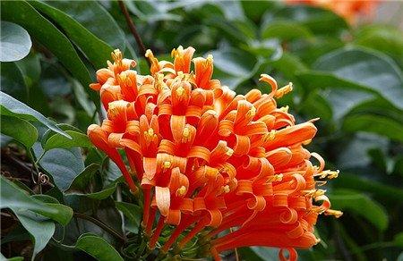 炮仗花压条