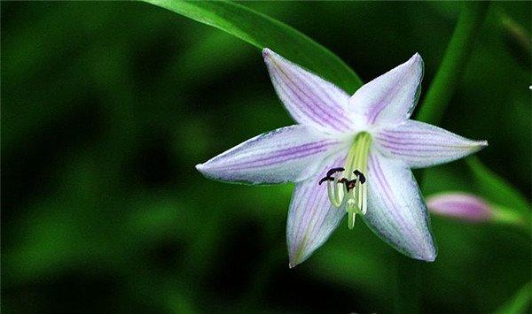 盆栽玉簪花怎么浇水