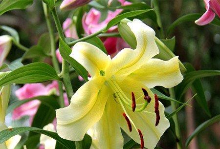 百合小鳞茎繁殖
