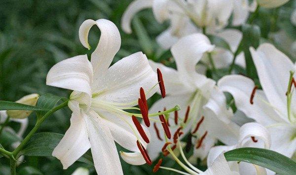 百合花怎么繁殖