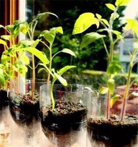 种植 种植