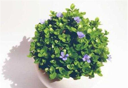 屈曲花无土栽培的具体步骤