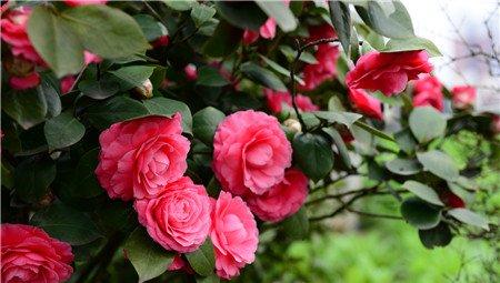 茶花冬季养护场所 茶花冬季养护场所