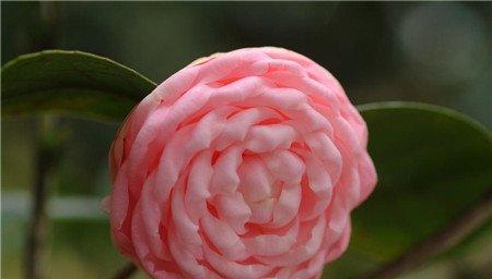 茶花嫁接养护 茶花嫁接养护