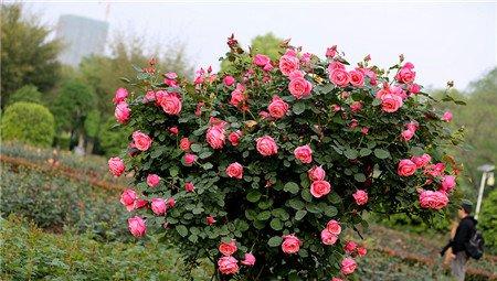 月季花修剪 月季花修剪